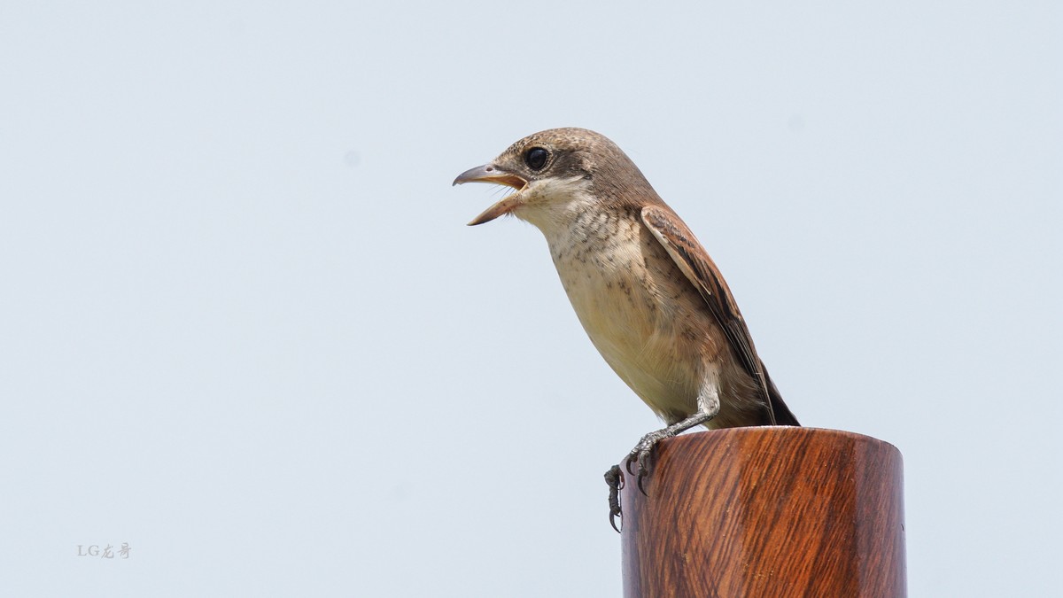鸟中猛禽--伯劳鸟