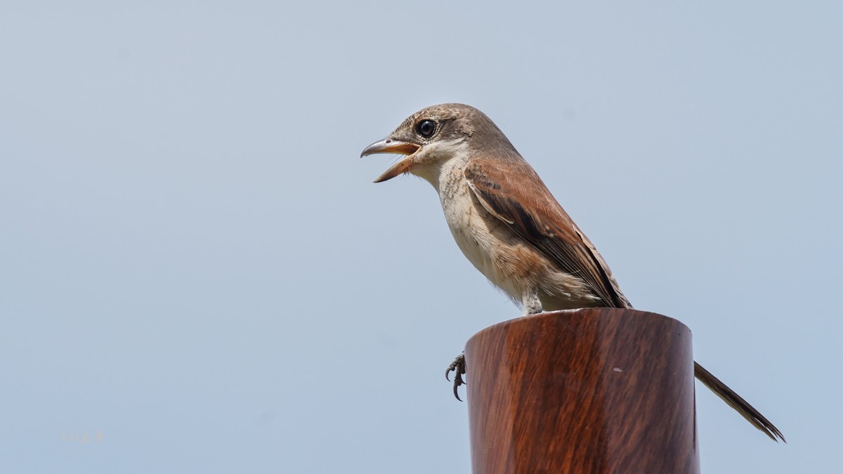 鸟中猛禽--伯劳鸟