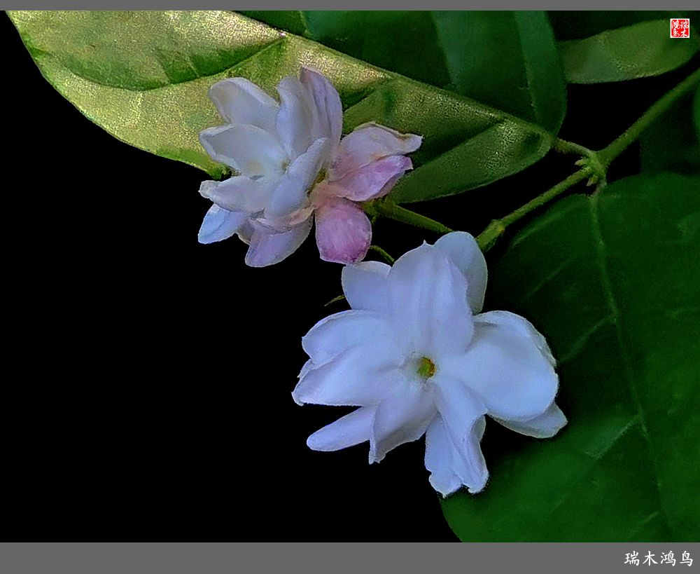 【2023之花季】好一朵美丽的茉莉花