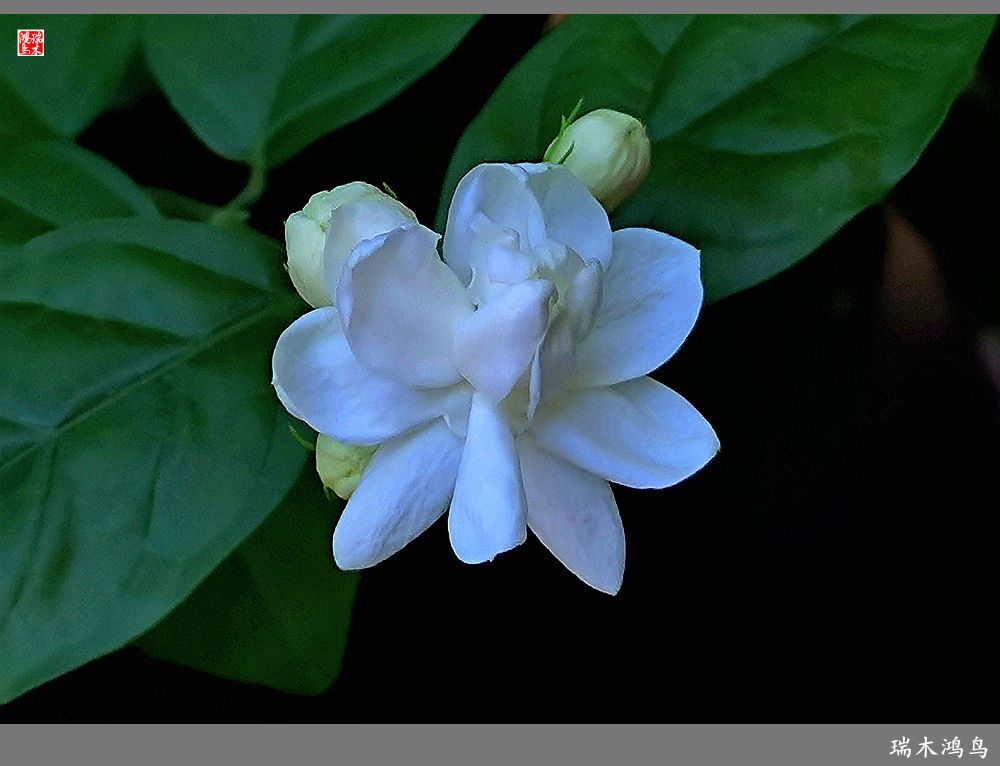 【2023之花季】好一朵美丽的茉莉花