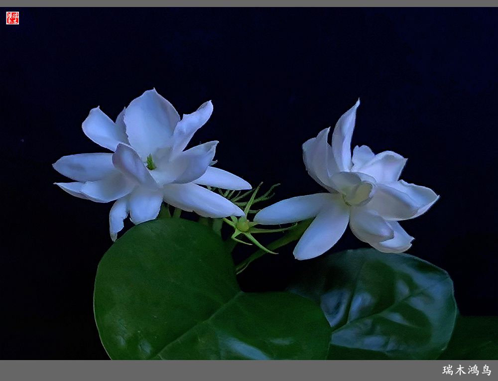 【2023之花季】好一朵美丽的茉莉花