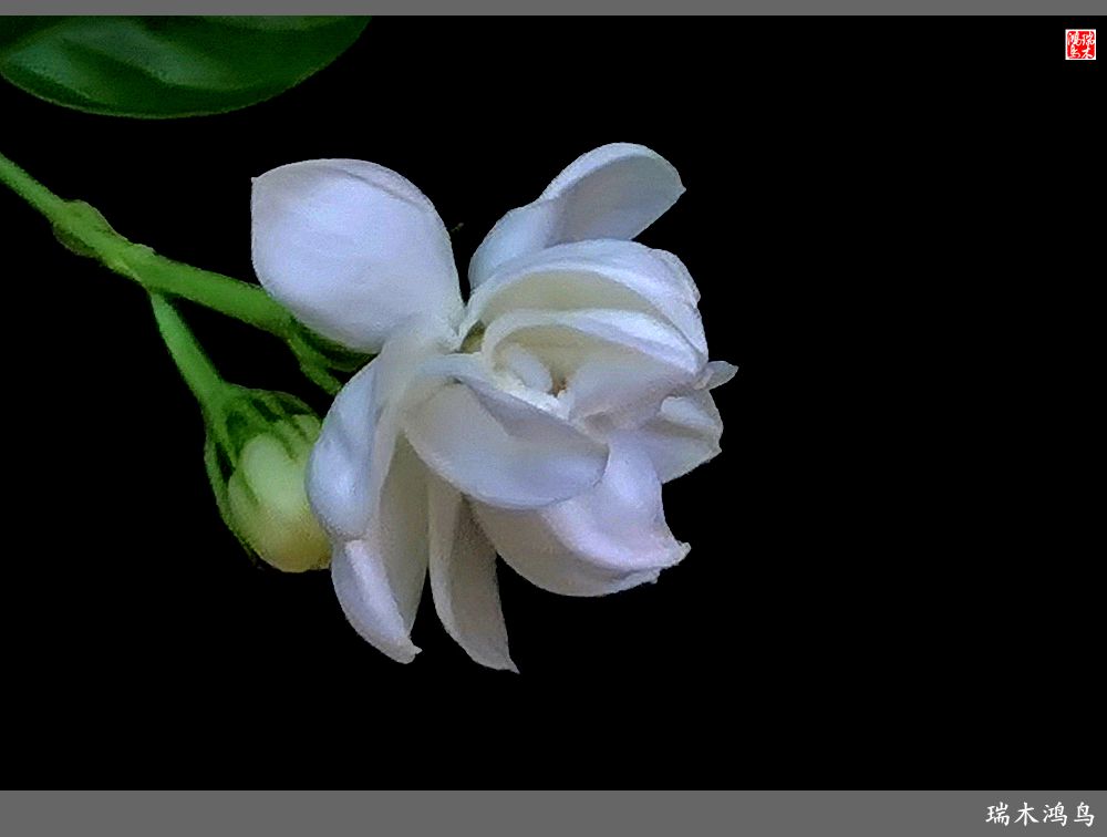 【2023之花季】好一朵美丽的茉莉花
