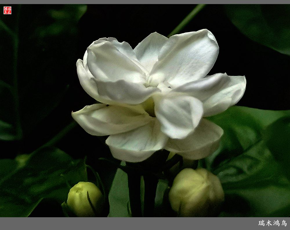 【2023之花季】好一朵美丽的茉莉花