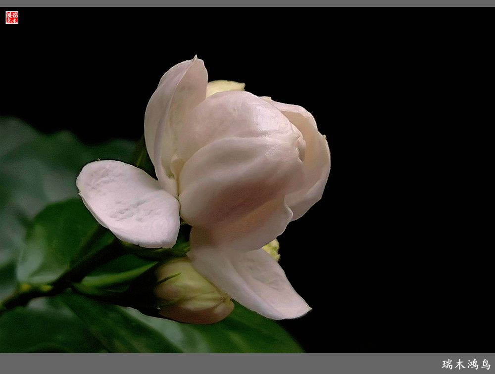 【2023之花季】好一朵美丽的茉莉花