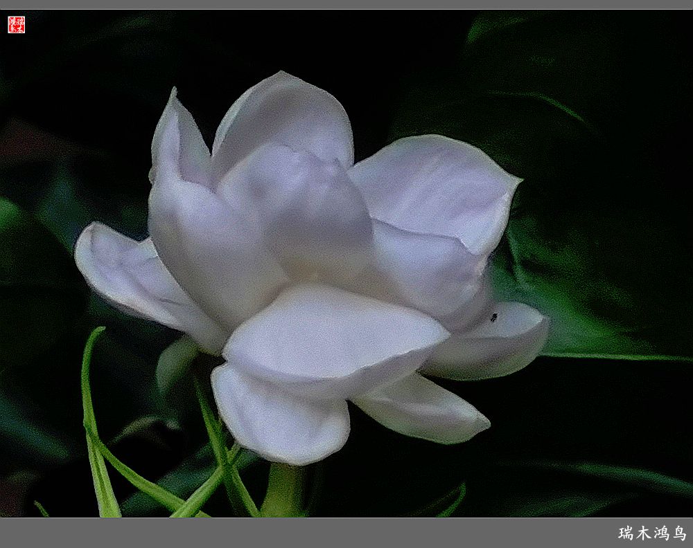 【2023之花季】好一朵美丽的茉莉花