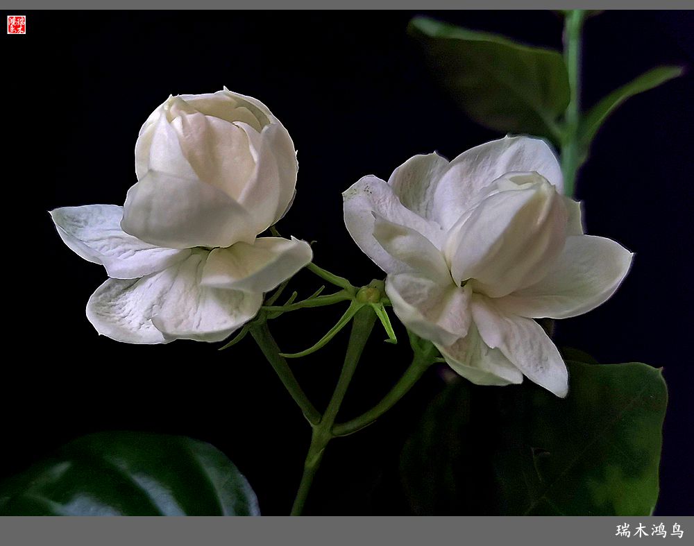 【2023之花季】好一朵美丽的茉莉花