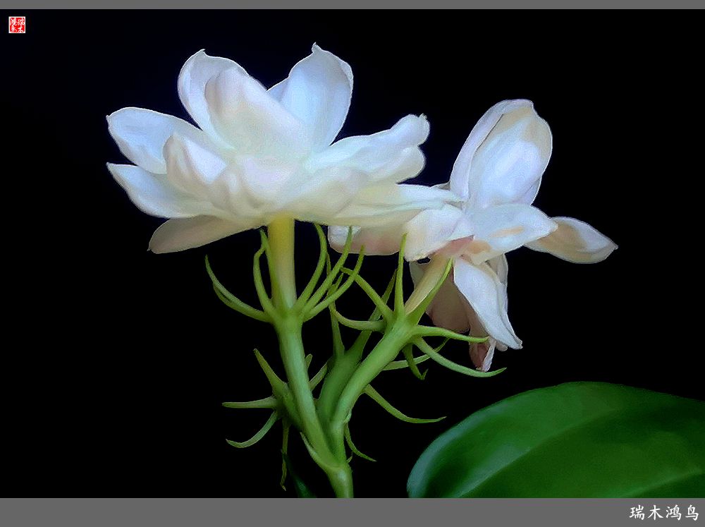 【2023之花季】好一朵美丽的茉莉花