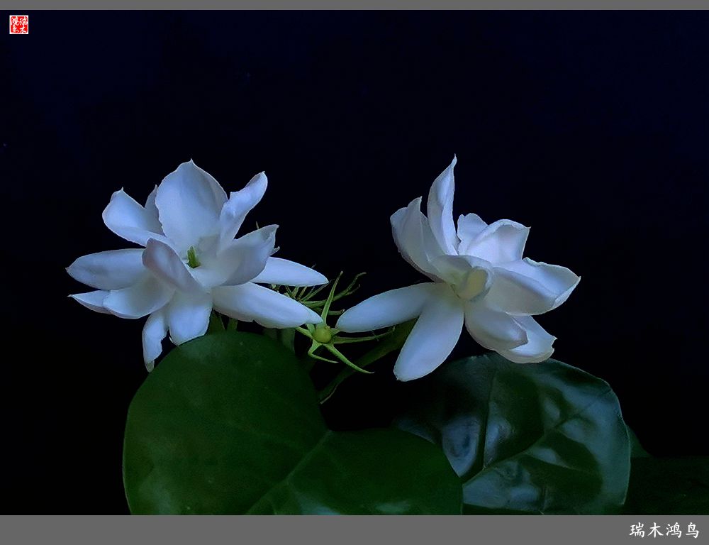 【2023之花季】好一朵美丽的茉莉花