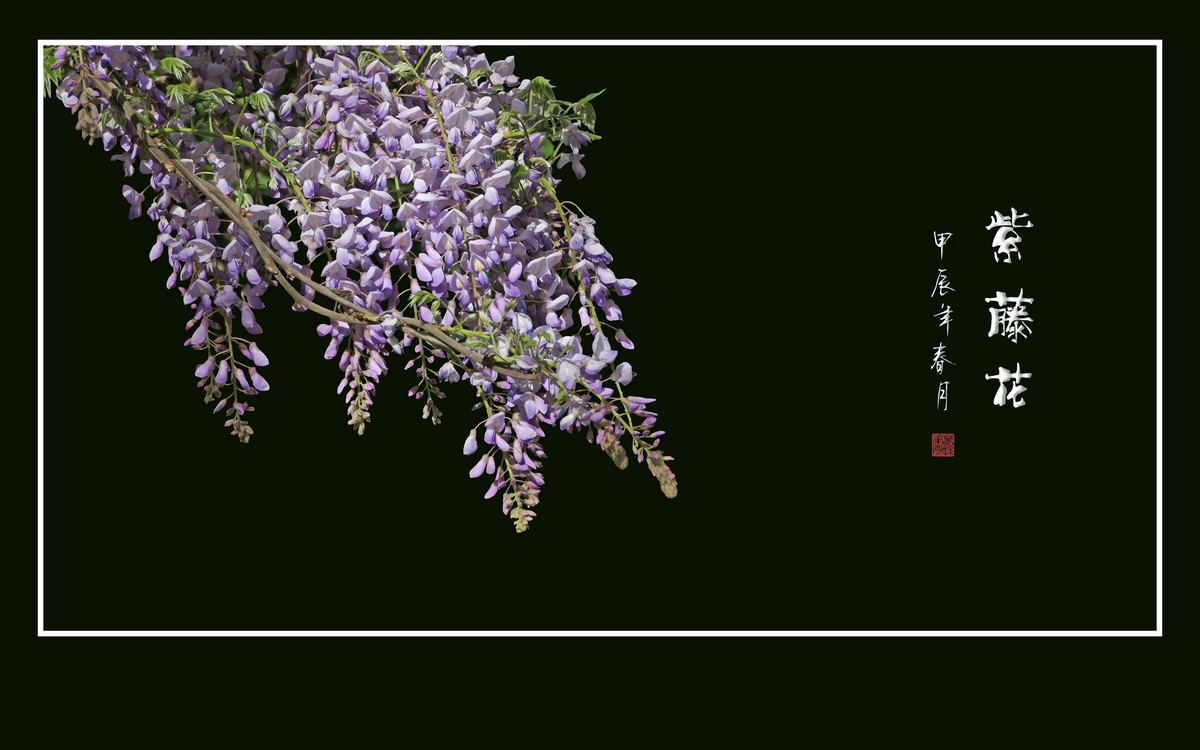 紫气飘飘的紫藤花