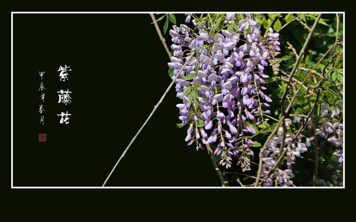 紫气飘飘的紫藤花