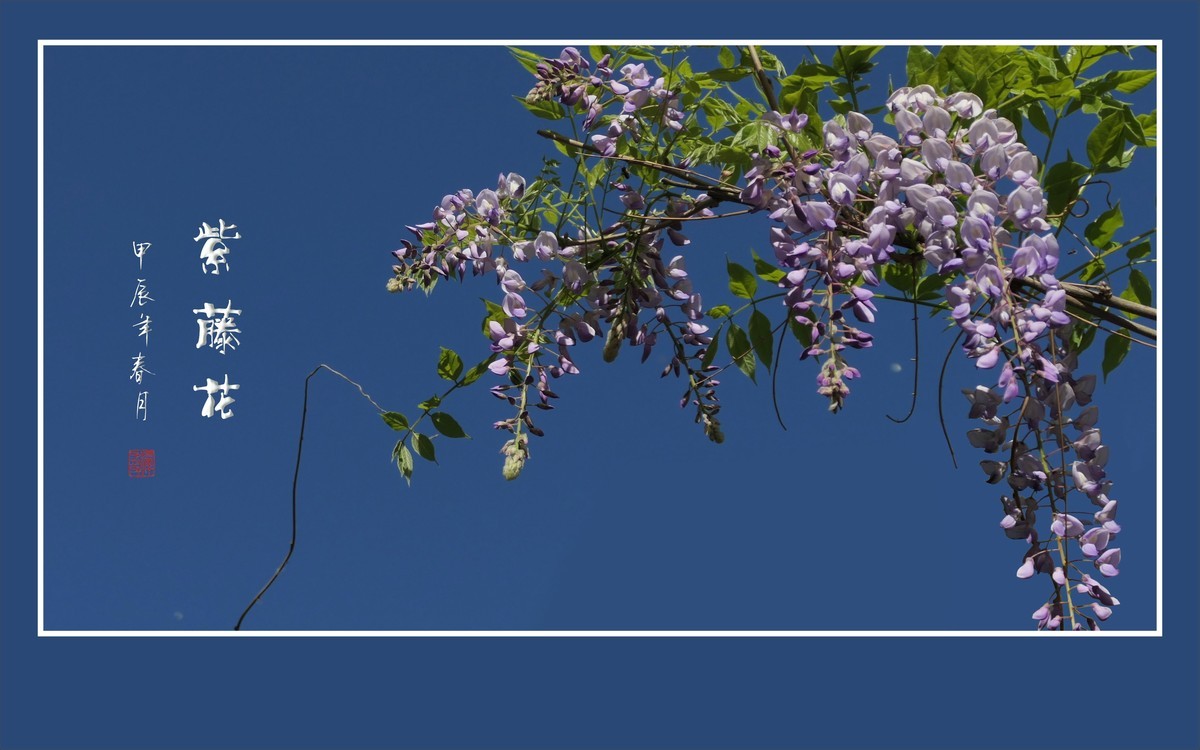 紫气飘飘的紫藤花