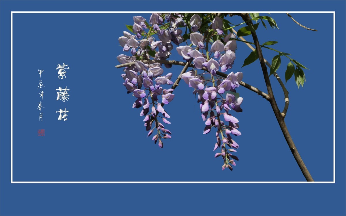 紫气飘飘的紫藤花
