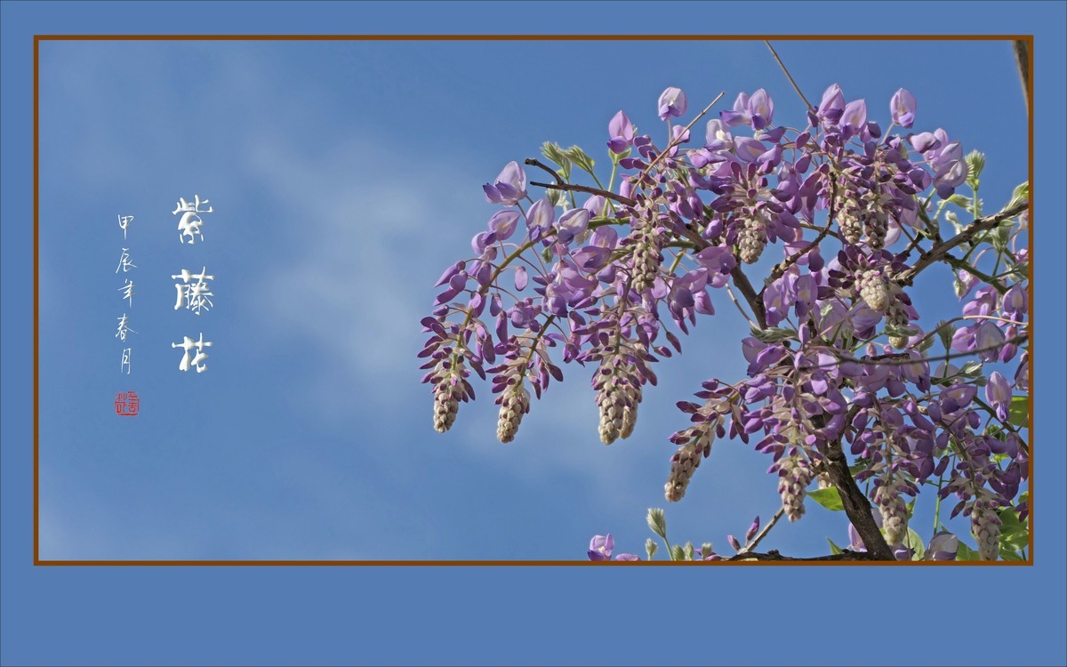 紫气飘飘的紫藤花