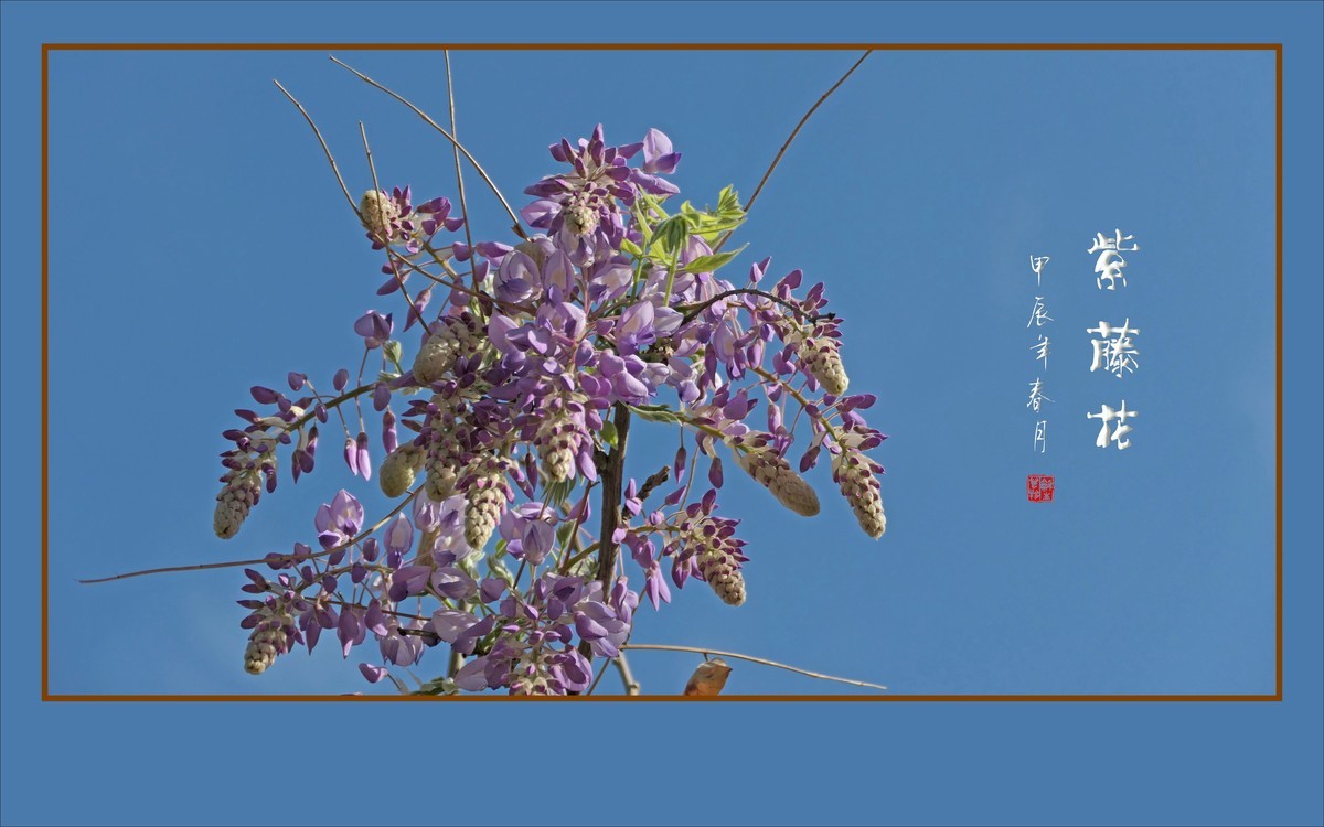 紫气飘飘的紫藤花