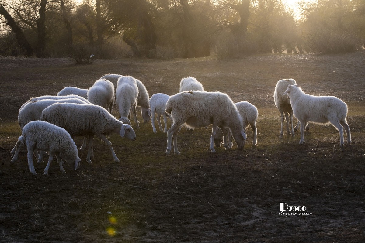  Sheep herding under trees (18)