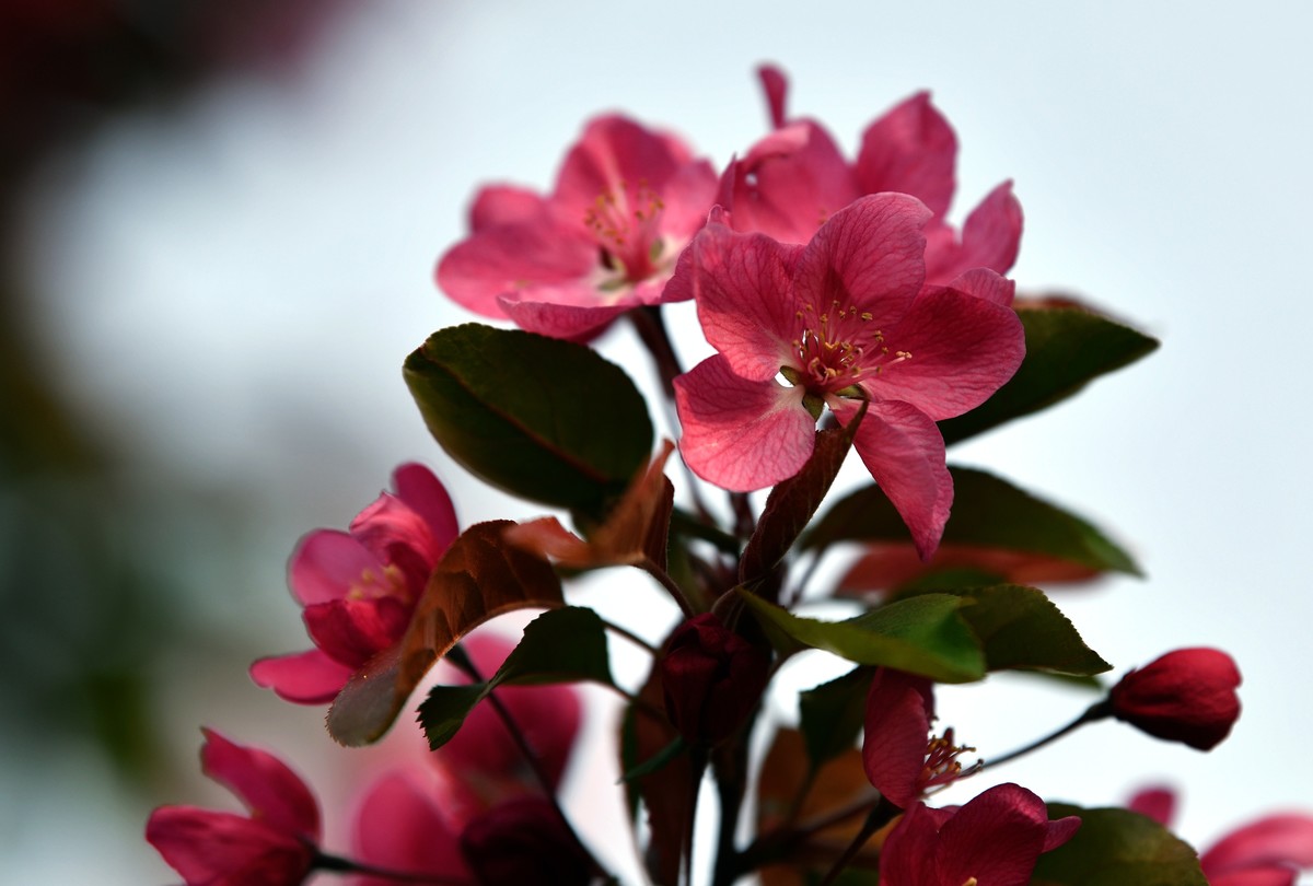 求赐花名/首次用70/200习拍
