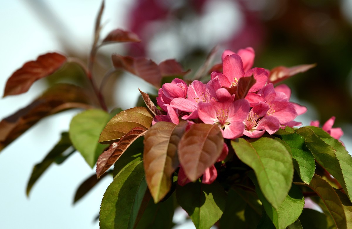 求赐花名/首次用70/200习拍