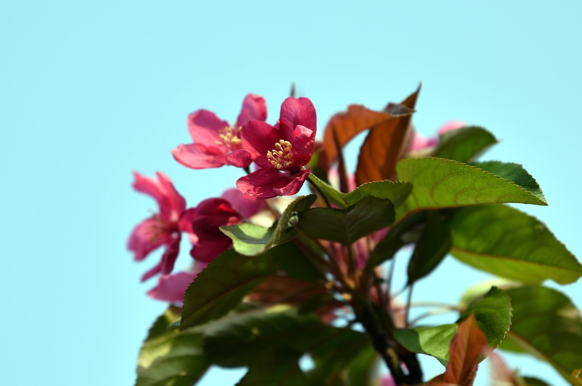 求赐花名/首次用70/200习拍