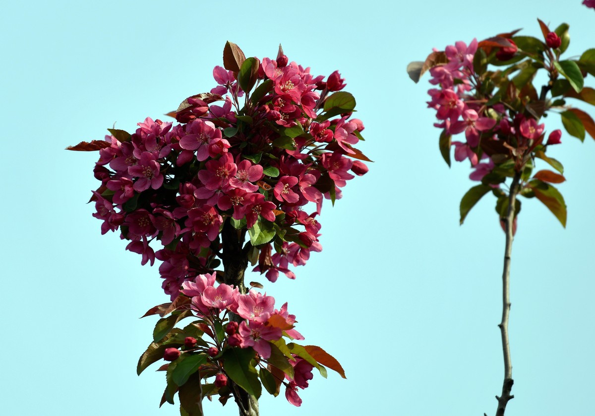 求赐花名/首次用70/200习拍