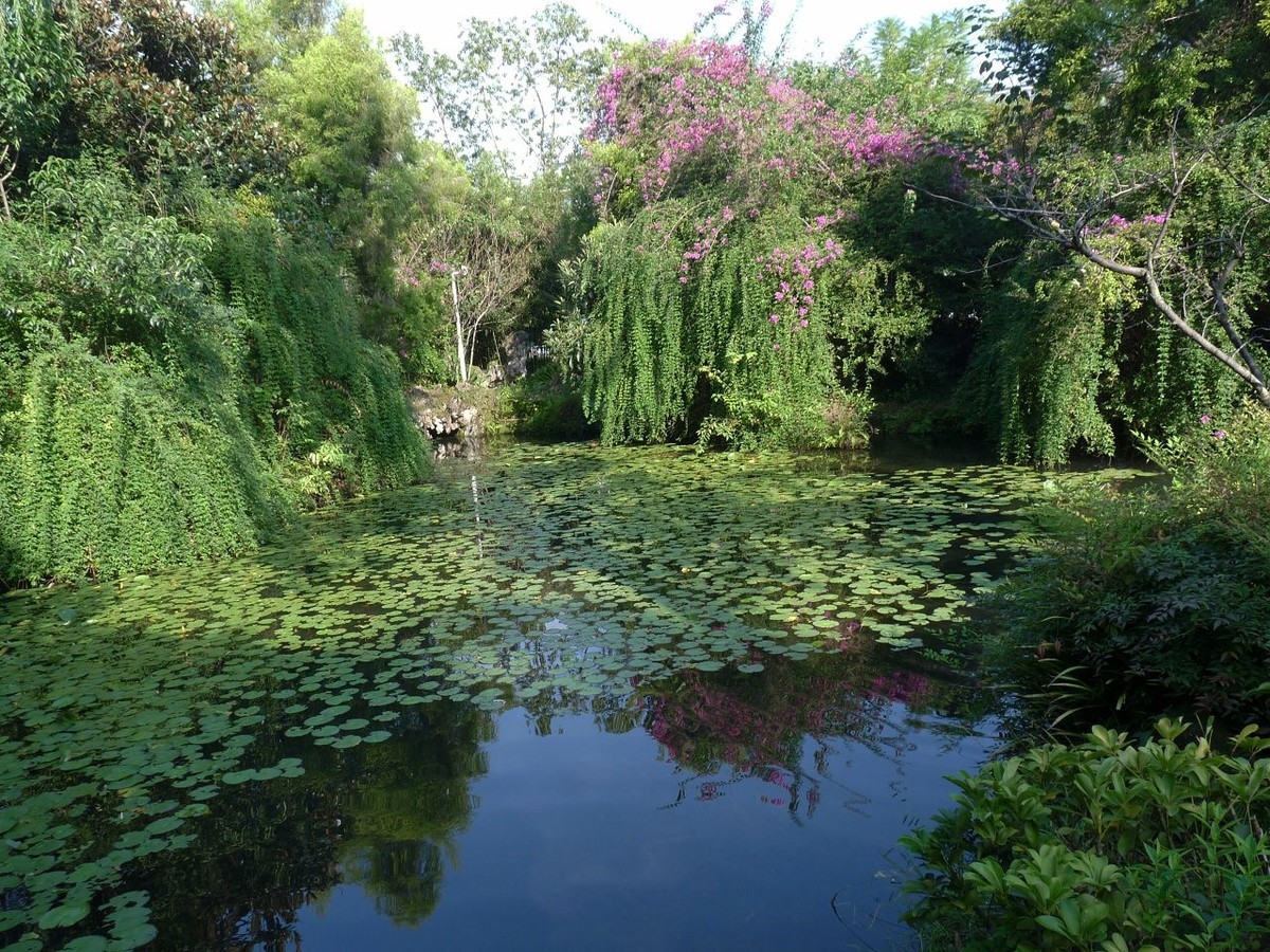 池塘小景，祝众摄友中秋节快乐！