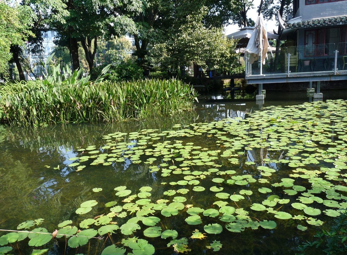 池塘小景，祝众摄友中秋节快乐！