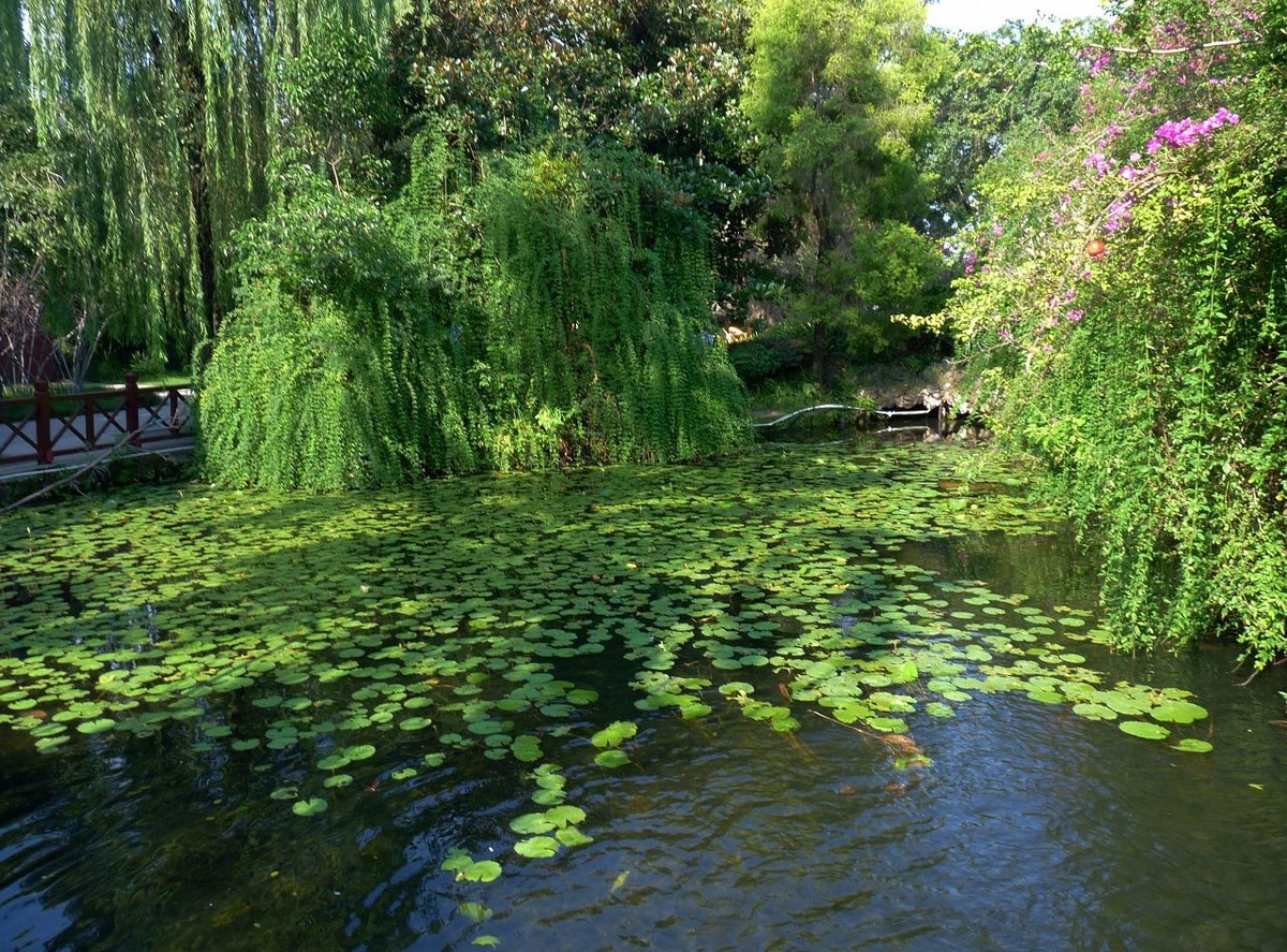 池塘小景，祝众摄友中秋节快乐！