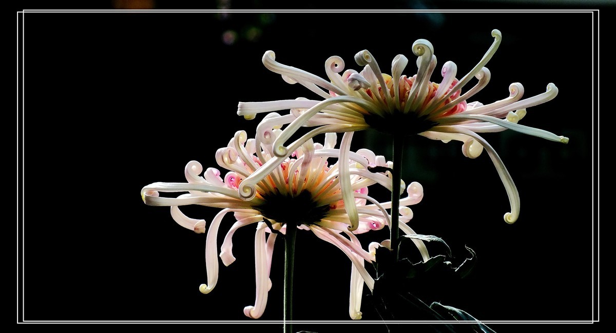 2024.第65届羊诚菊会 (7)