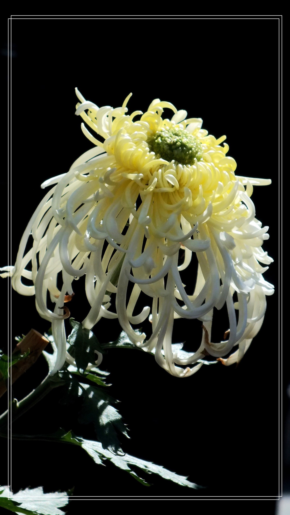 2024.第65届羊诚菊会 (7)