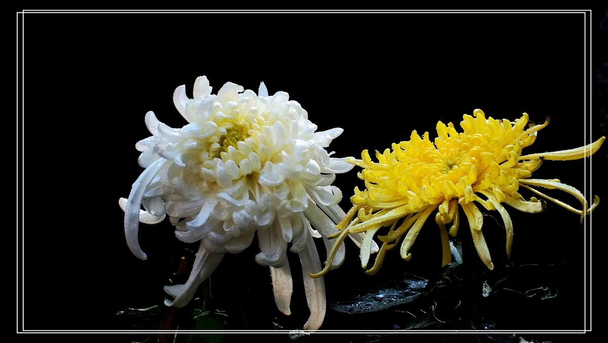 2024.第65届羊诚菊会 (7)