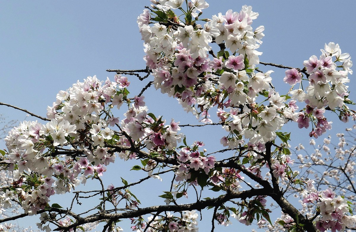 樱花盛开的时候四
