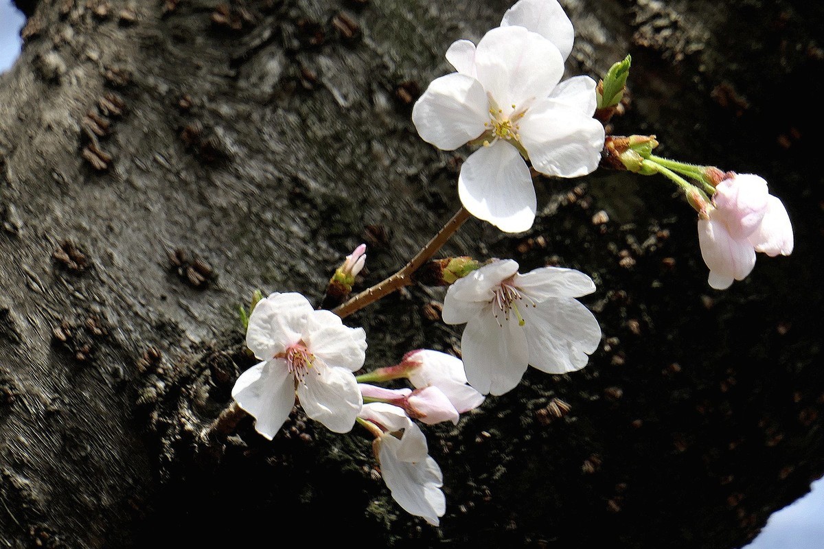 樱花盛开的时候四