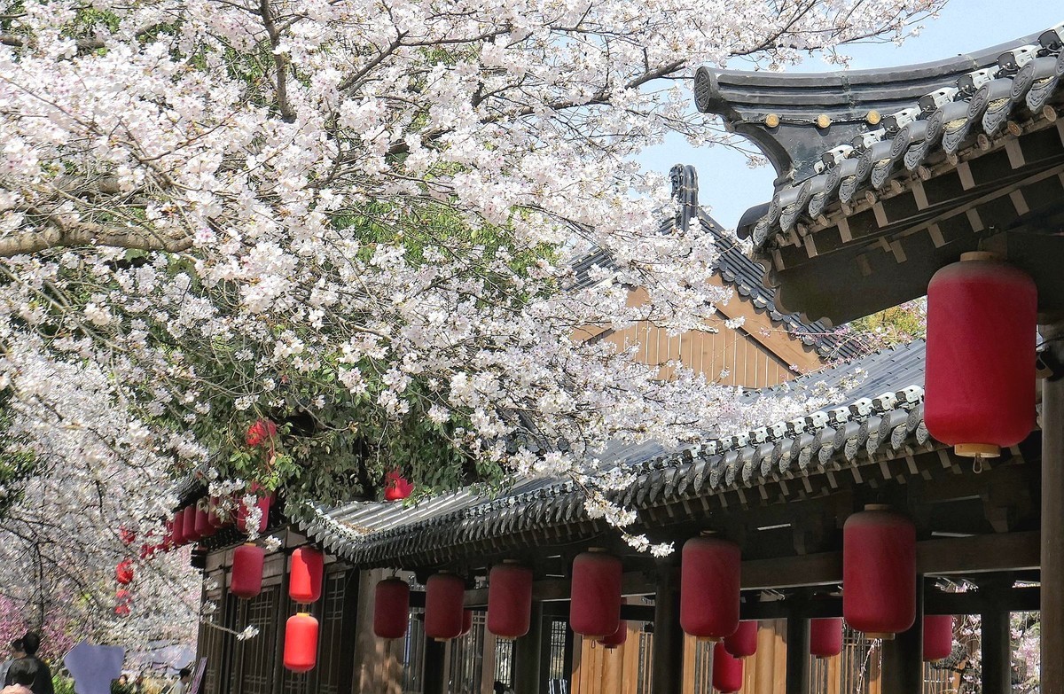 樱花盛开的时候四