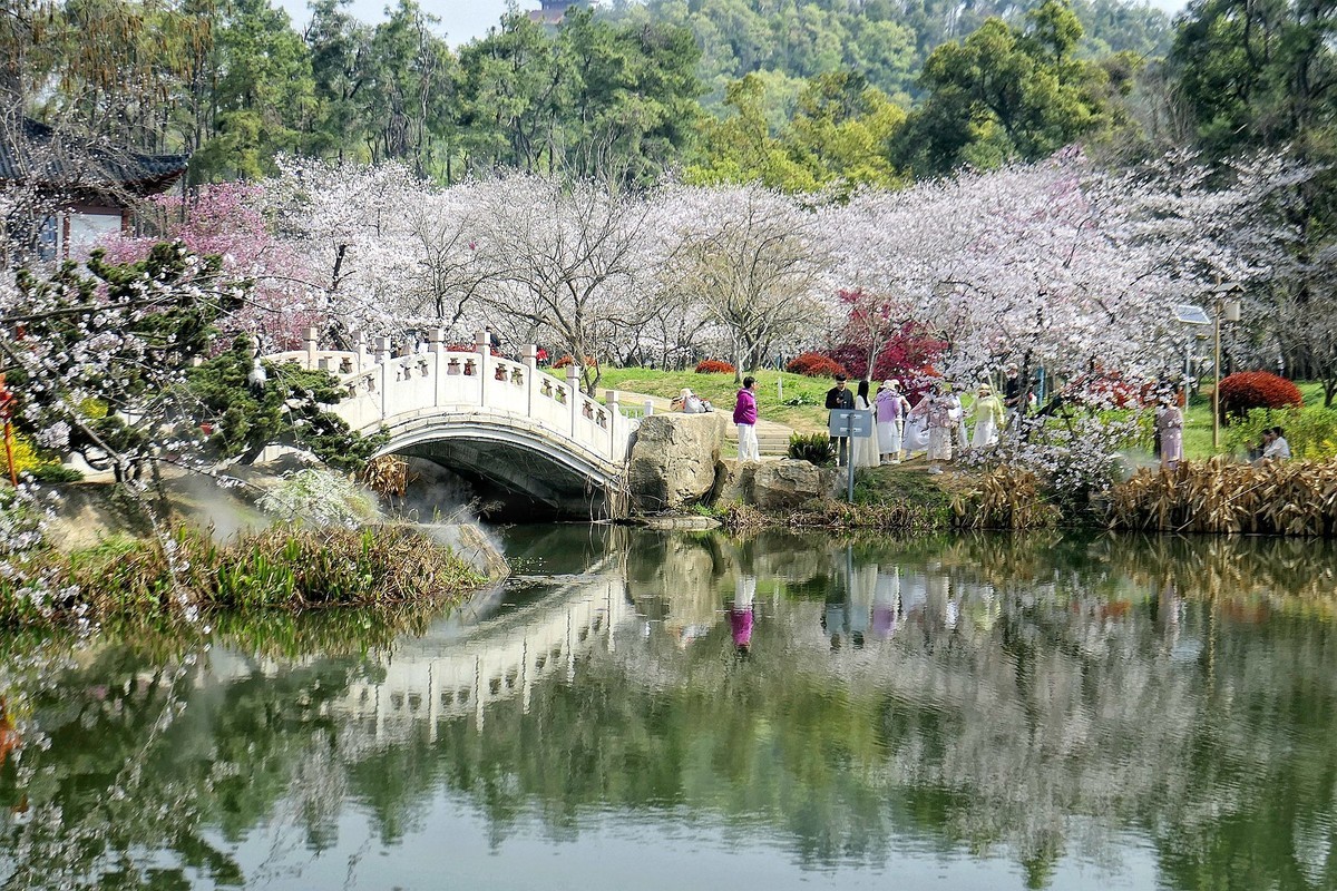 樱花盛开的时候四