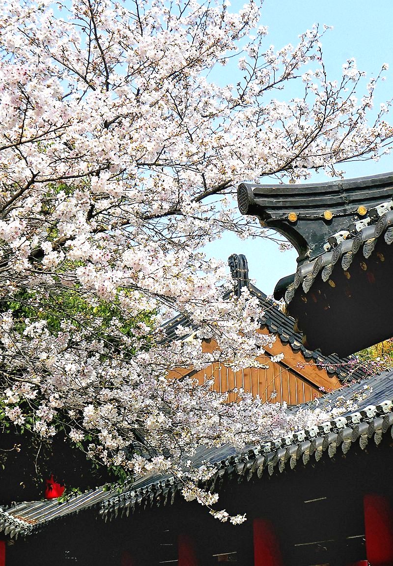 樱花盛开的时候四