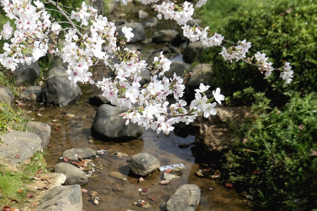 樱花盛开的时候四