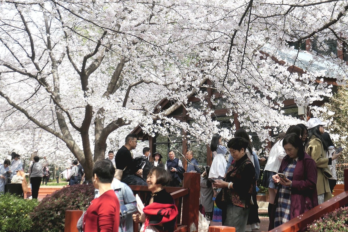 樱花盛开的时候四