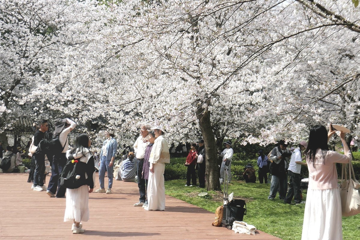 樱花盛开的时候四