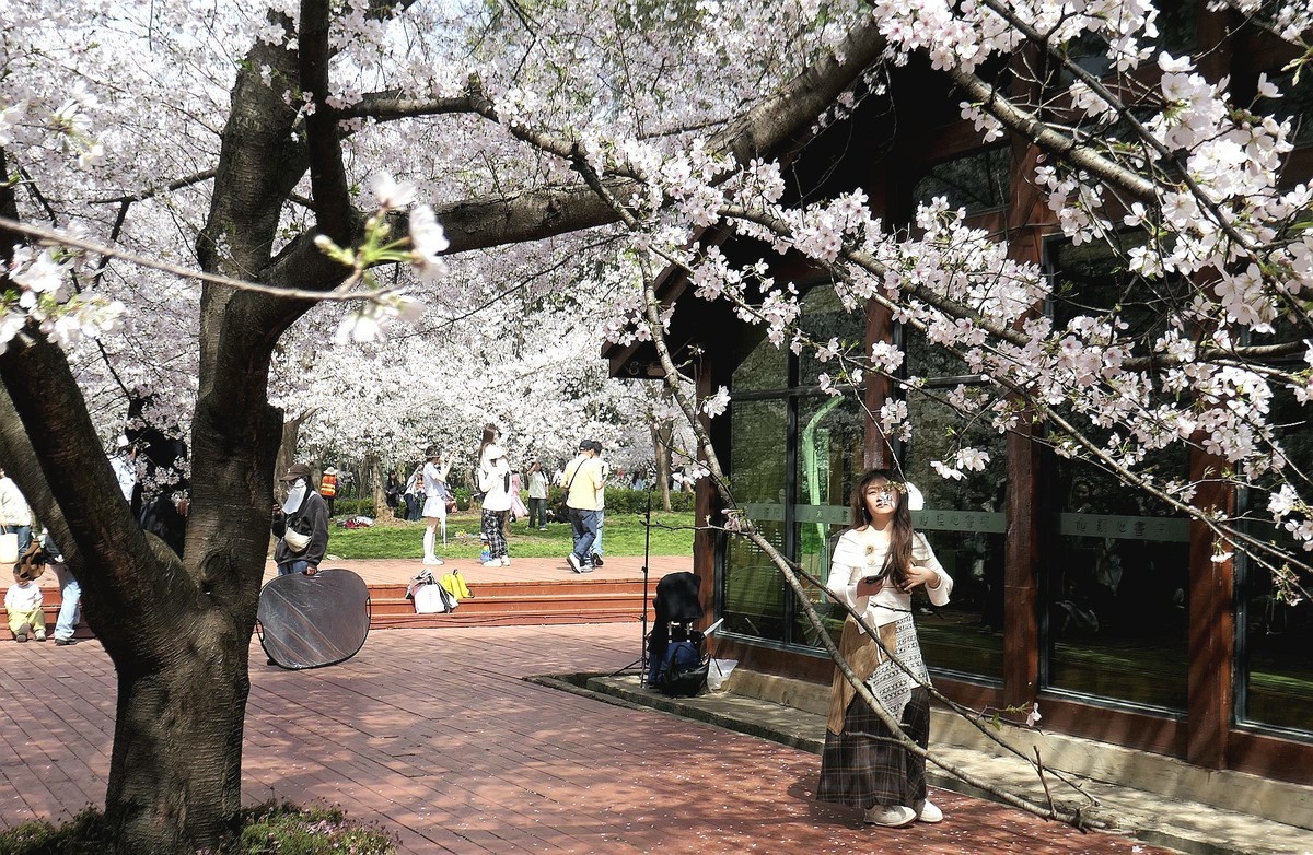 樱花盛开的时候四