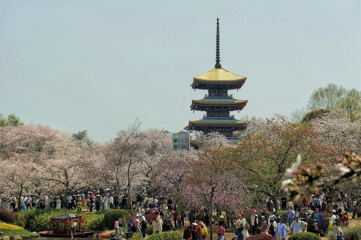 樱花盛开的时候六