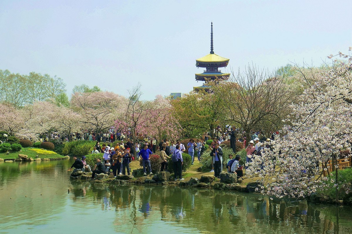 樱花盛开的时候六