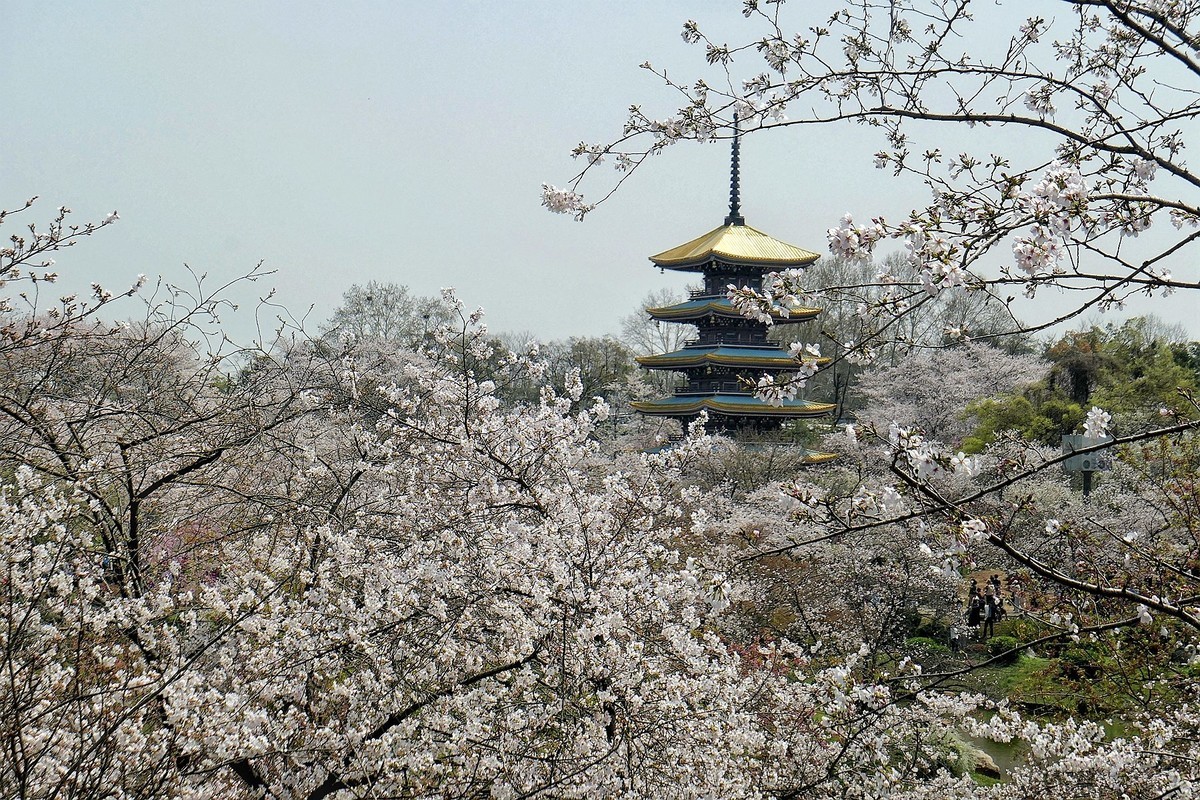 樱花盛开的时候六