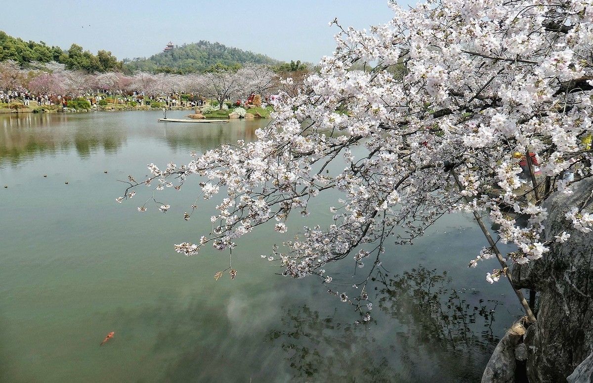 樱花盛开的时候六