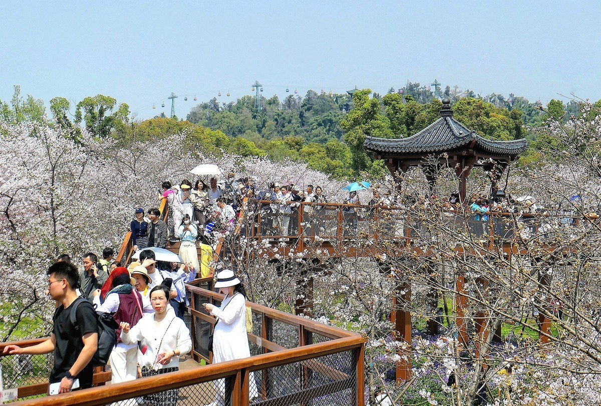 樱花盛开的时候六