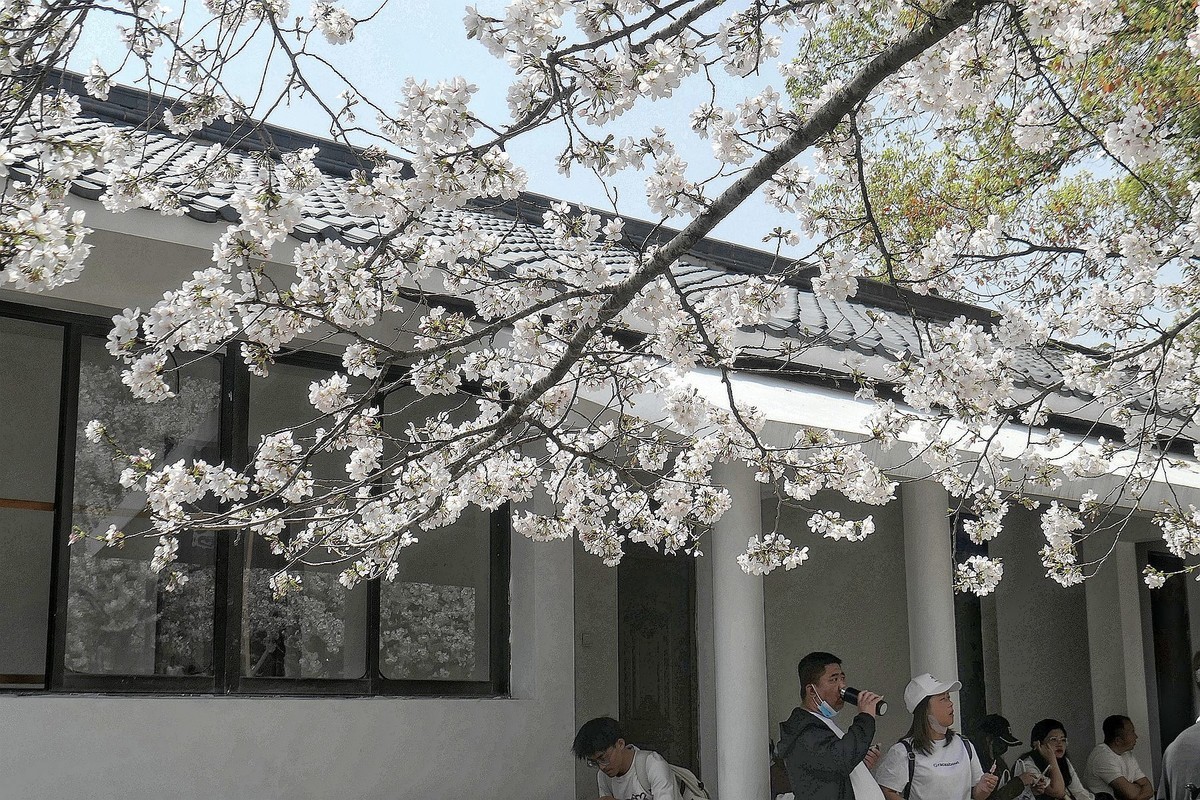 樱花盛开的时候六