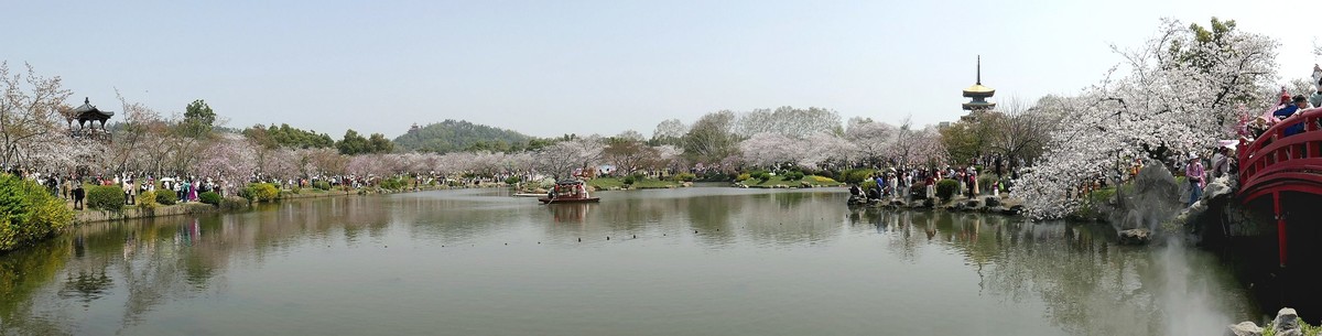 樱花盛开的时候六