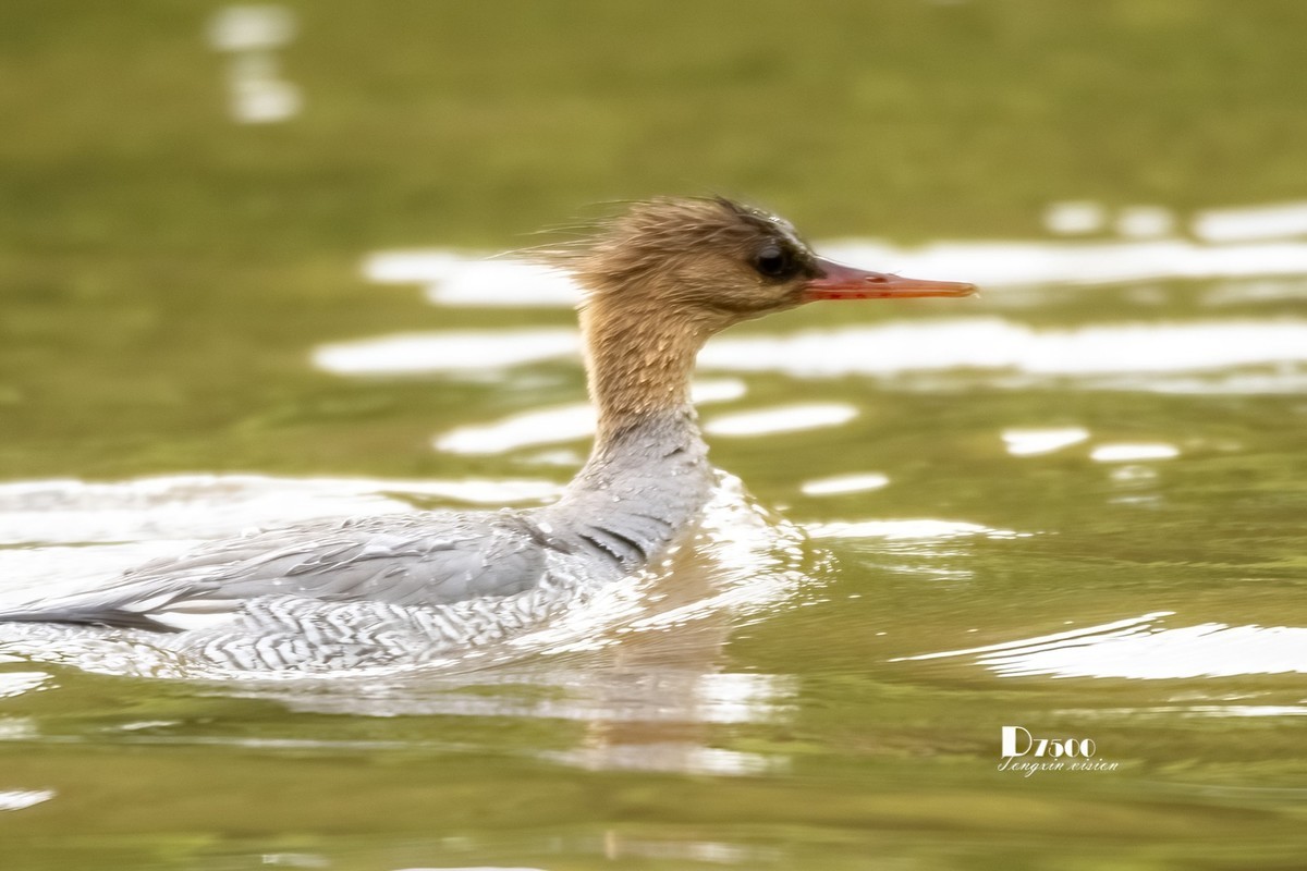 中华秋沙鸭（17）