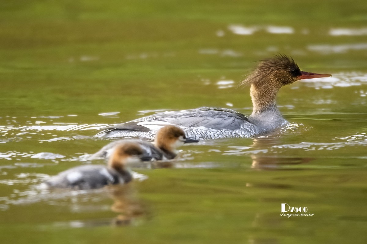 中华秋沙鸭（17）