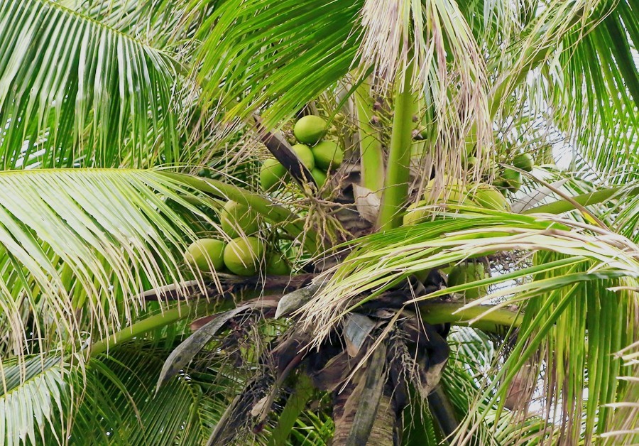 《不老松：忆海南游记》海南临髙长島蓝湾的美景！(6)