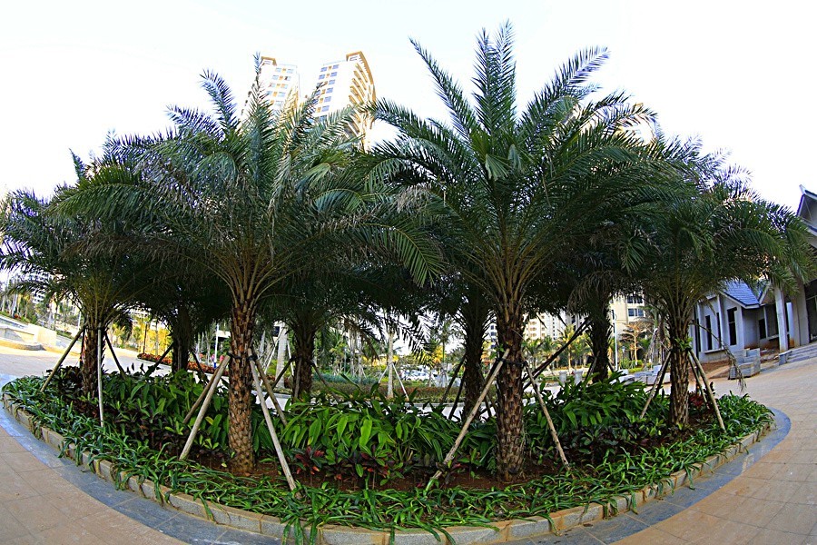 《不老松：忆海南游记》海南临髙长島蓝湾的美景！(6)