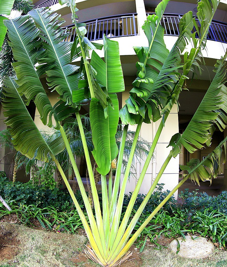 《不老松：忆海南游记》海南临髙长島蓝湾的美景！(6)